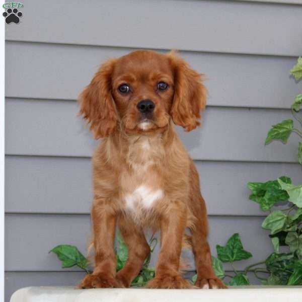 Grant, Cavalier King Charles Spaniel Puppy